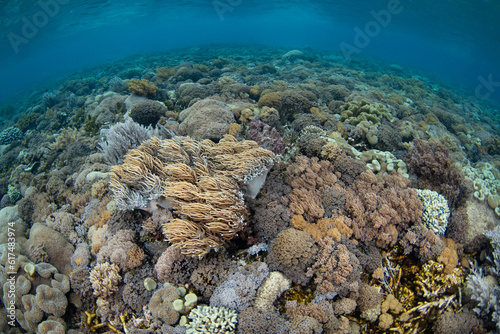 A plethora of hard and soft corals thrive on a reef in Komodo National Park  Indonesia. This region is home to extraordinary marine biodiversity and is a popular area for scuba diving and snorkeling.