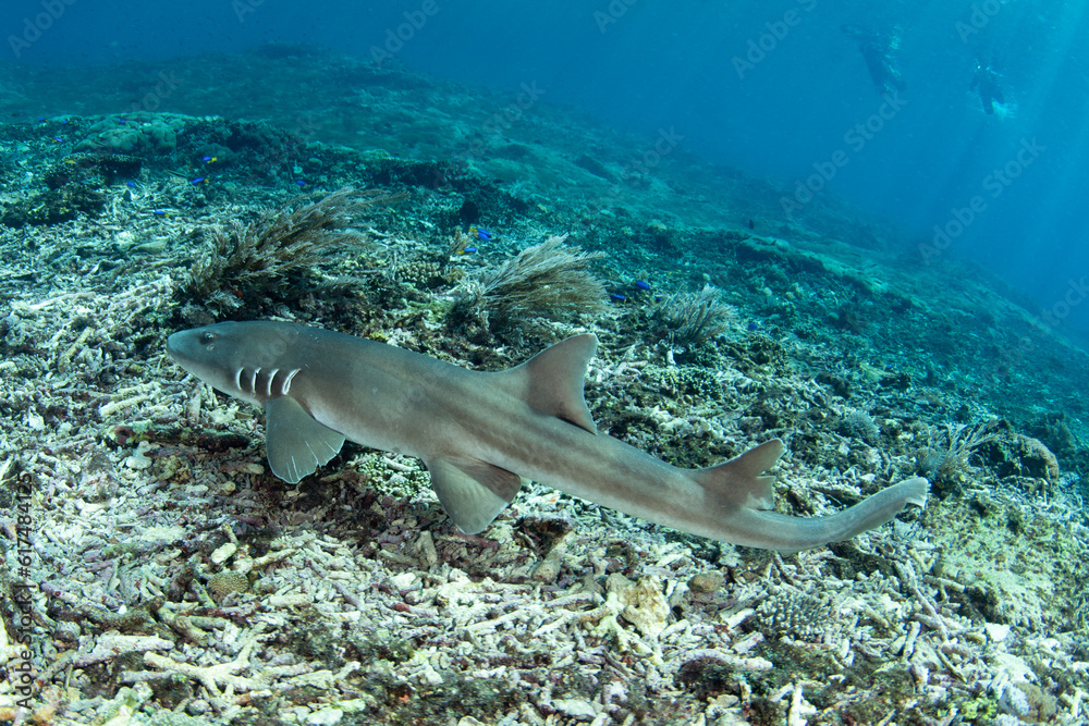 A Brownbanded bamboo shark, Chiloscyllium punctatum, swims over a coral reef in Komodo National