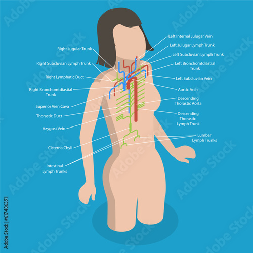 3D Isometric Flat Vector Conceptual Illustration of Thoracic Duct, Educational Diagram photo