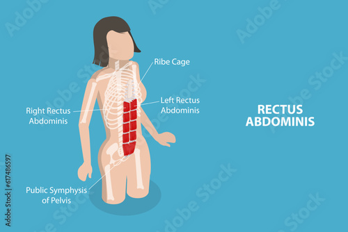 3D Isometric Flat Vector Conceptual Illustration of Rectus Abdominis, Core Muscle Anatomy