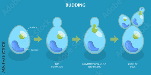 3D Isometric Flat Vector Conceptual Illustration of Budding Process, Brewers Yeast Reproduction