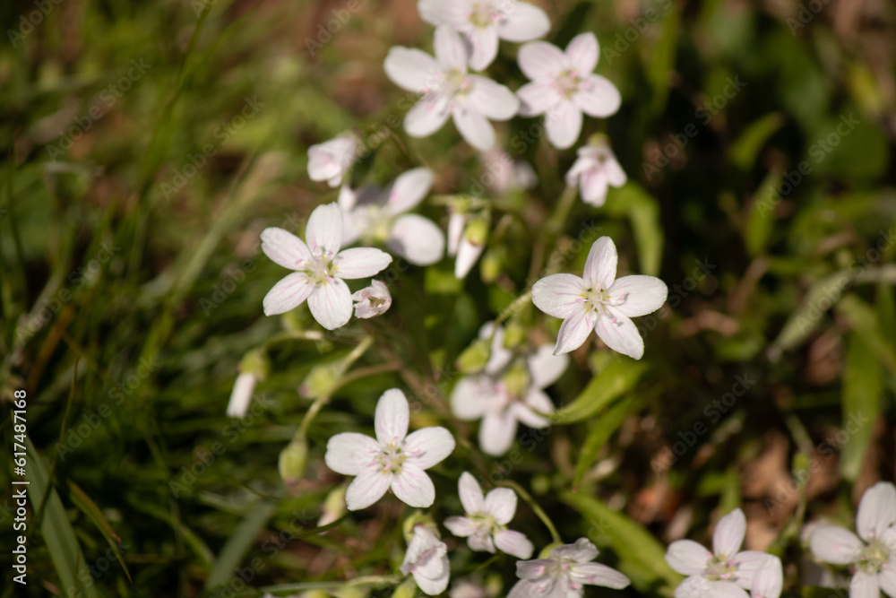 This beautiful bunch of white flowers was growing in the wildflower field when I took this picture. They are known as Virginia springbeauty. I love their little white petals with the pink stripes. This beautiful bunch of white flowers was growing in the wildflower field when I took this picture. They are known as Virginia springbeauty. I love their little white petals with the pink stripes.