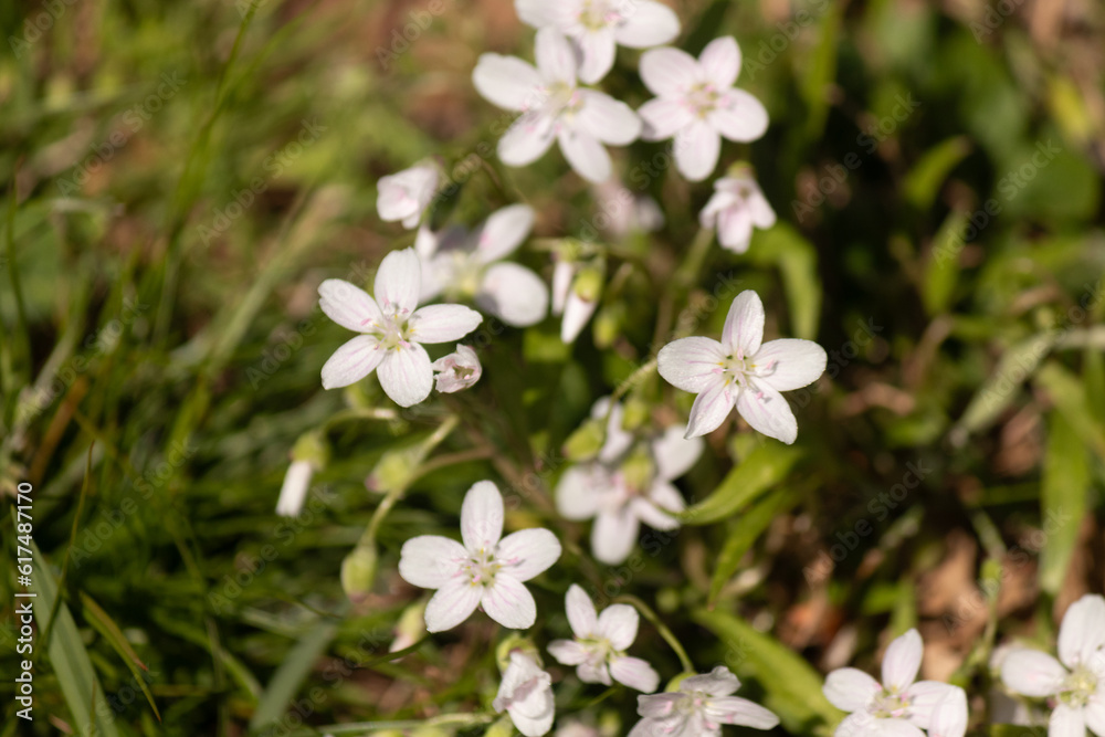 This beautiful bunch of white flowers was growing in the wildflower field when I took this picture. They are known as Virginia springbeauty. I love their little white petals with the pink stripes. This beautiful bunch of white flowers was growing in the wildflower field when I took this picture. They are known as Virginia springbeauty. I love their little white petals with the pink stripes.
