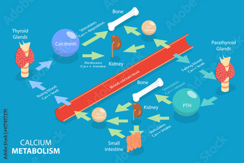 3D Isometric Flat Vector Conceptual Illustration of Calcium Metabolism, Labeled Educational Diagram