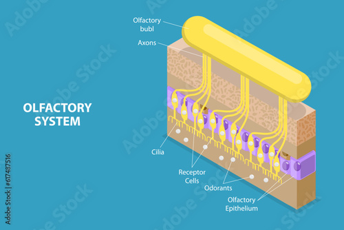 3D Isometric Flat Vector Conceptual Illustration of Olfactory System, Respiratory Epithelium