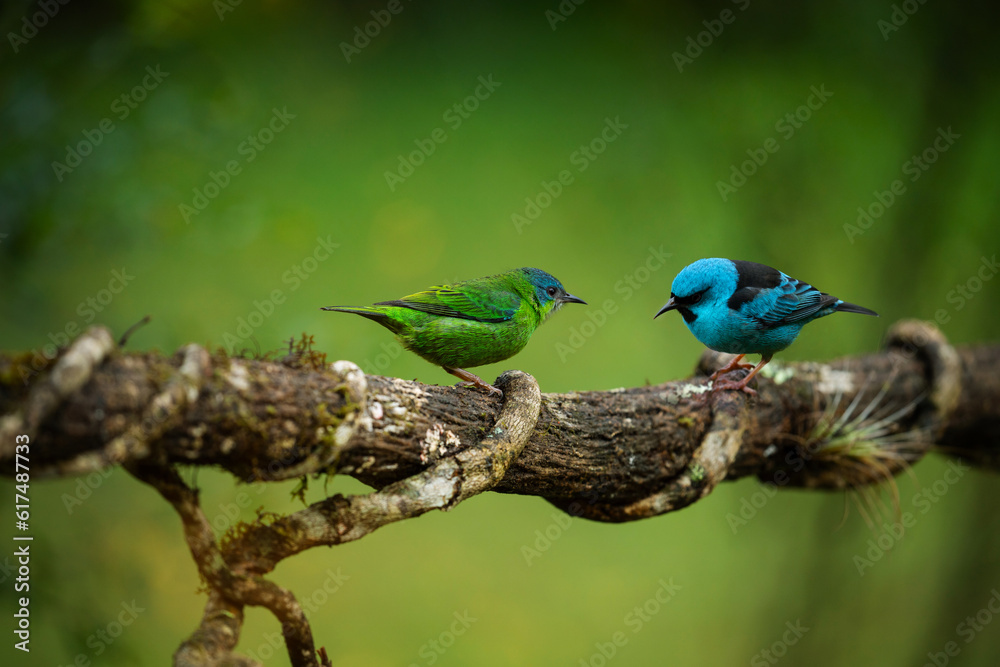 Blue dacnis couple. Male and Female of Dacnis cayana bird at Atlantic Forest. Blue dacnis couple. Male and Female of Dacnis cayana bird at Atlantic Forest.
