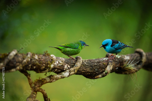 Blue dacnis couple. Male and Female of Dacnis cayana bird at Atlantic Forest. 
