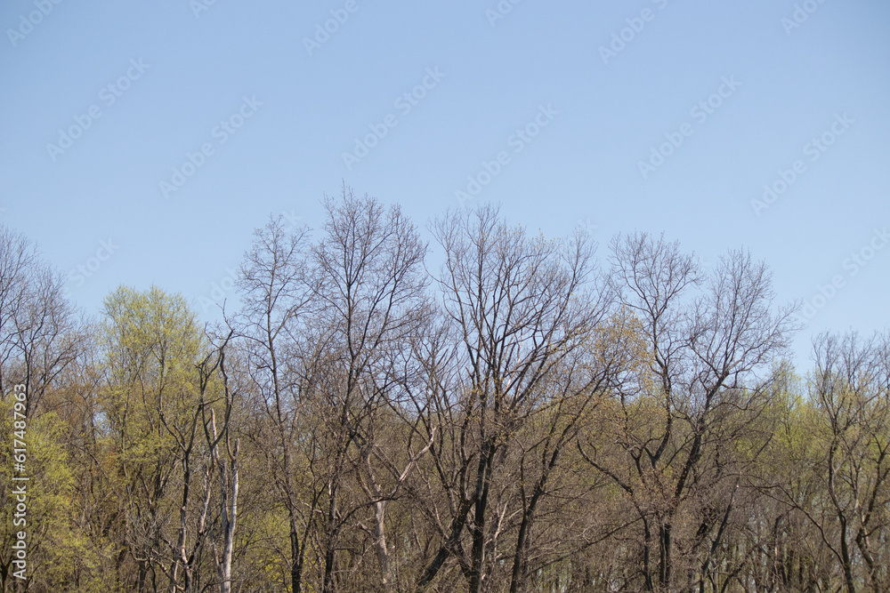 I love the look of these trees on the outside of the woods. The different shades of green really look pretty. The blue sky in the background does not have any clouds.