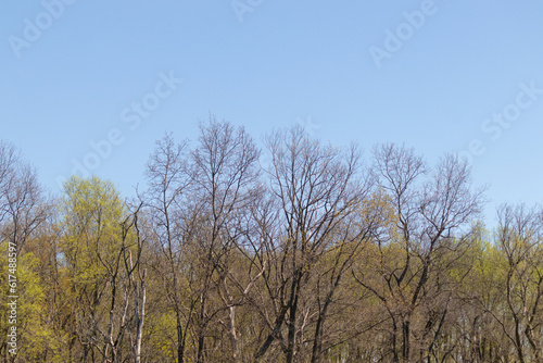 I love the look of these trees on the outside of the woods. The different shades of green really look pretty. The blue sky in the background does not have any clouds.