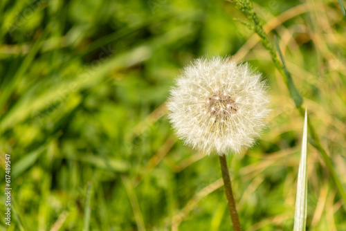 Fototapeta Naklejka Na Ścianę i Meble -  This is a picture of a dandelion in its seed dispersal stage. The white fluffy area is called a pappus with so many seeds attached. Each one has its own parachute to get carried off by the wind.