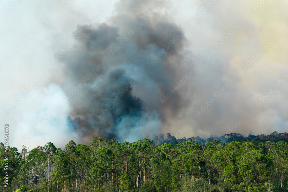 Aerial view of large wildfire burning severely in Florida jungle woods. Hot flames with dense smoke in tropical forest