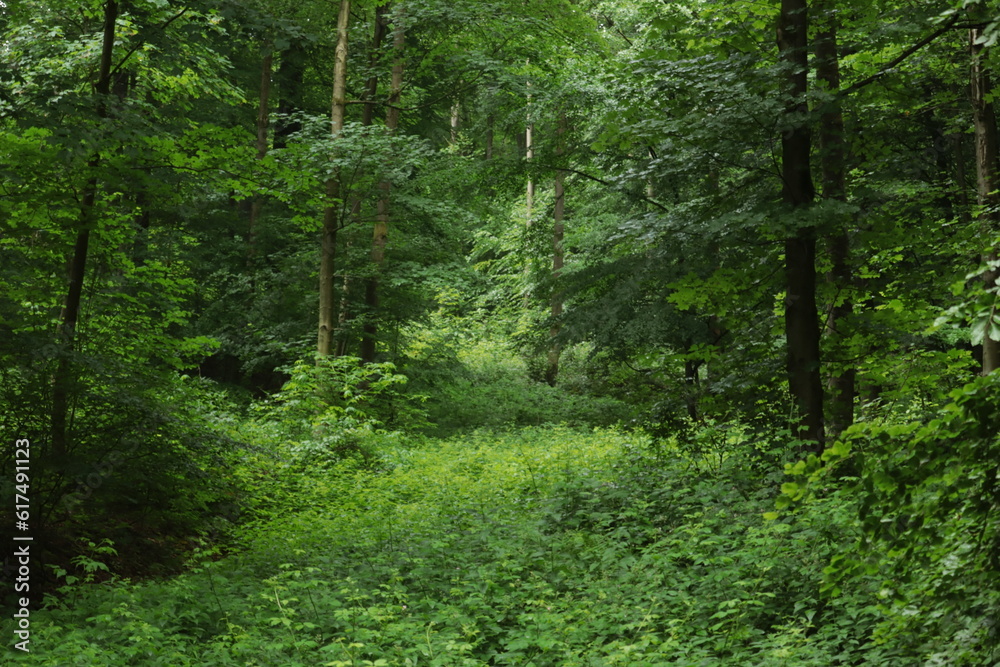 Obraz premium Forest and hills on a rainy summer day
