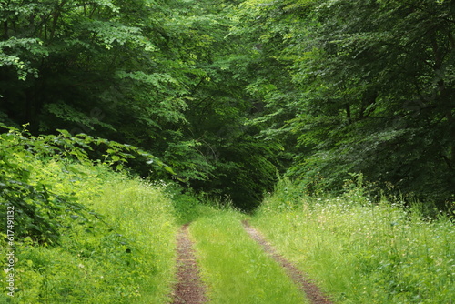 Forest path in bright green after the rain