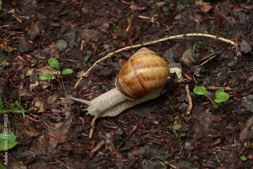 Roman snail on a forest floor close-up