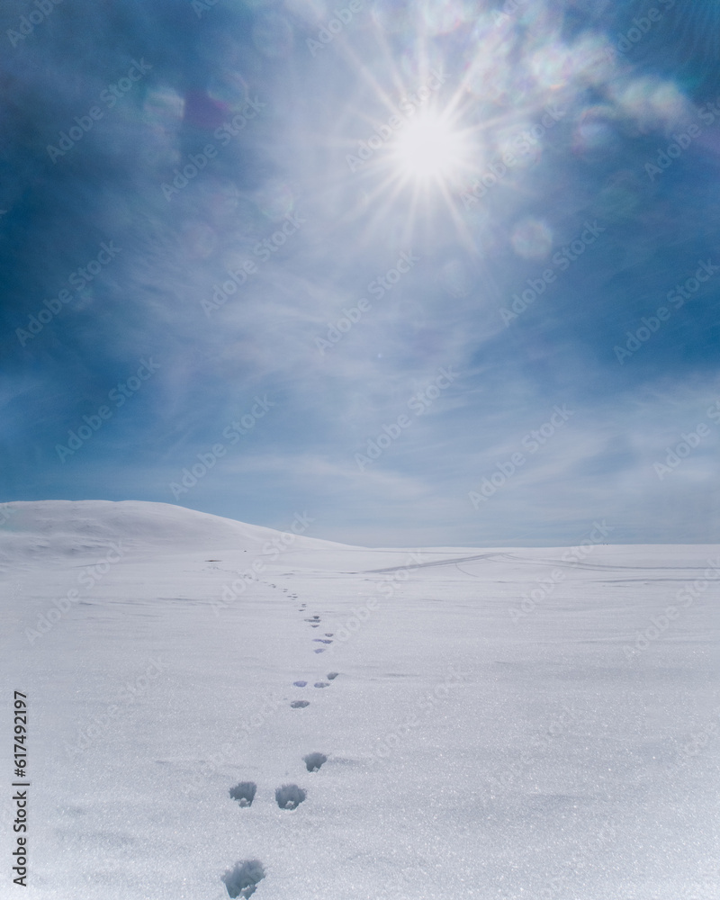 A strong backlit snowy landscape. Animal tracks over a huge field of snow.