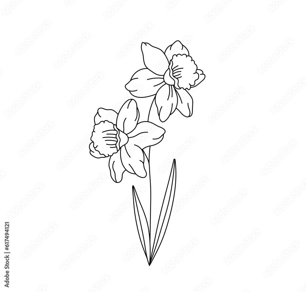 Vector isolated two pair couple narcissus flowers branch twig bouquet colorless black and white contour line easy drawing - obrazy, fototapety, plakaty 