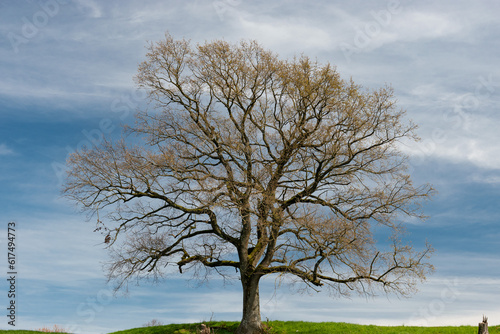 Big tree on a green hill in Pfaeffikon in Switzerland photo