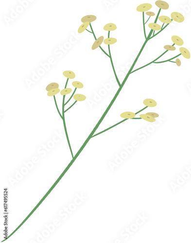 yellow flower isolated 