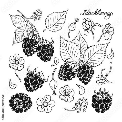 Blackberry. Black and white berries set. Hand-drawn flat image. Vector illustration on a white background.