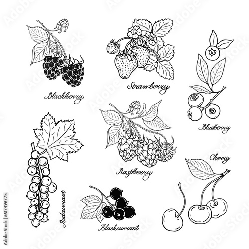 Redcurrant, blueberry, cherry, blackberry and strawberry. Blck and white berries set. Hand-drawn flat image. Vector illustration on a white background.