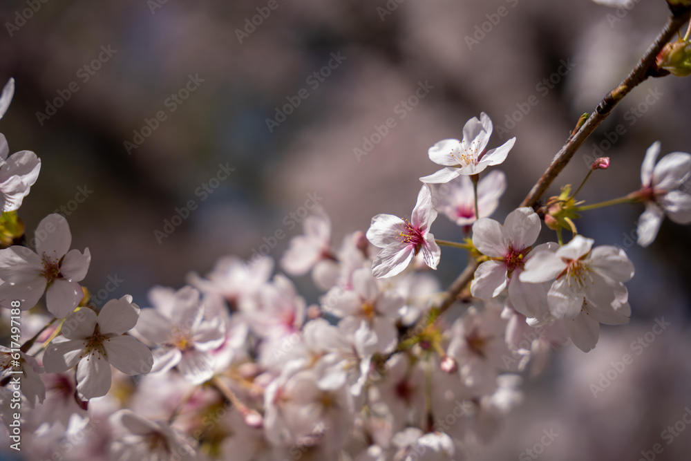 Cherry Blossoms in Central Park, Manhattan, New York Cherry Blossoms in Central Park, Manhattan, New York