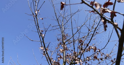 the tree of the petiolate oak in sunny weather at the beginning of spring, the tree of the petiolate oak without foliage at the beginning of spring photo