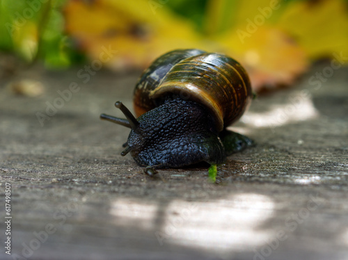 A black snail with a nice green-brown shell. Who came out of his shell on the board © Milan
