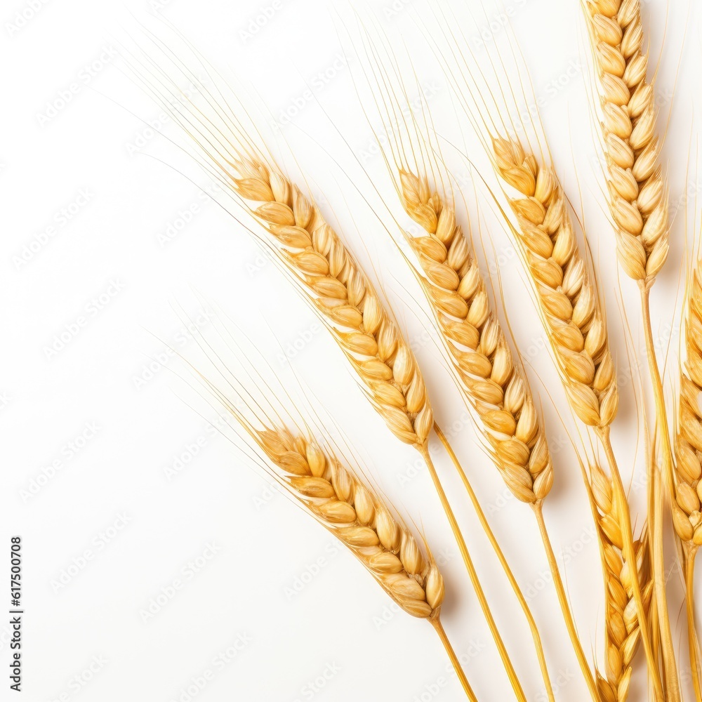 Ears of golden wheat in close- up on white background. Rich harvest Concept. Label art design created with Generative AI technology