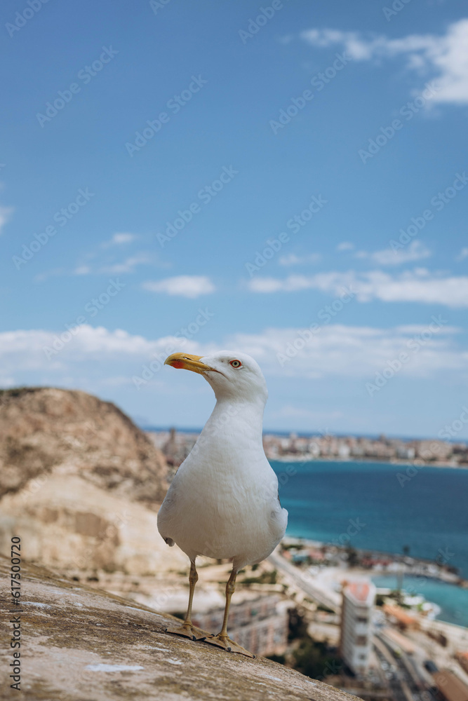Seagull with view of Harbour in the Mediterranean Sea from Santa Barbara Castle, Alicante is ready to fly over the seashore and standing on the edge of Santa Barbara castle fort. Summer vacation Seagull with view of Harbour in the Mediterranean Sea from Santa Barbara Castle, Alicante is ready to fly over the seashore and standing on the edge of Santa Barbara castle fort. Summer vacation