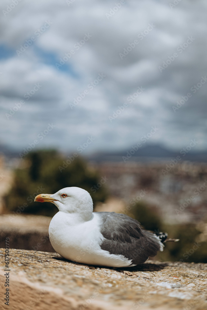 Seagull at the Harbour in the Mediterranean Sea from Santa Barbara Castle, Alicante is ready to fly over the seashore and sitting on the edge of Santa Barbara castle fort. Summer vacation Seagull at the Harbour in the Mediterranean Sea from Santa Barbara Castle, Alicante is ready to fly over the seashore and sitting on the edge of Santa Barbara castle fort. Summer vacation