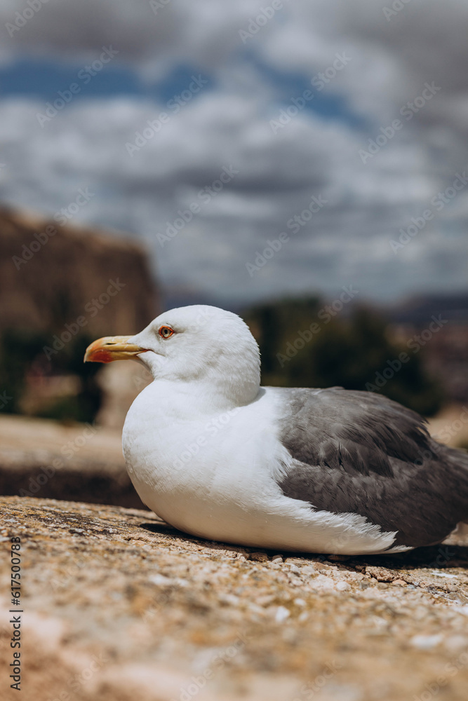 Seagull at the Harbour in the Mediterranean Sea from Santa Barbara Castle, Alicante is ready to fly over the seashore and sitting on the edge of Santa Barbara castle fort. Summer vacation Seagull at the Harbour in the Mediterranean Sea from Santa Barbara Castle, Alicante is ready to fly over the seashore and sitting on the edge of Santa Barbara castle fort. Summer vacation