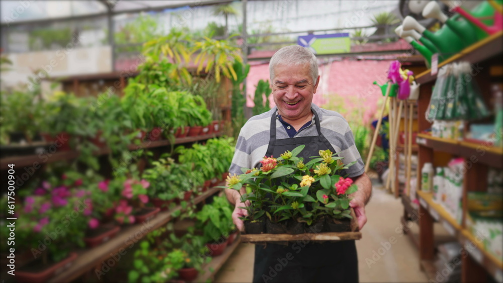 Mature Man Carrying Plant Pots in Local Gardening Business Store Aisle with happy expression. Senior staff wearing apron walking with Flowers Mature Man Carrying Plant Pots in Local Gardening Business Store Aisle with happy expression. Senior staff wearing apron walking with Flowers