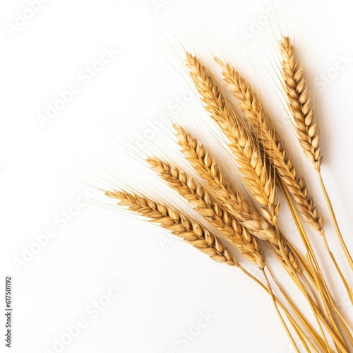 Ears of golden wheat in close- up on white background. Rich harvest Concept. Label art design created with Generative AI technology
