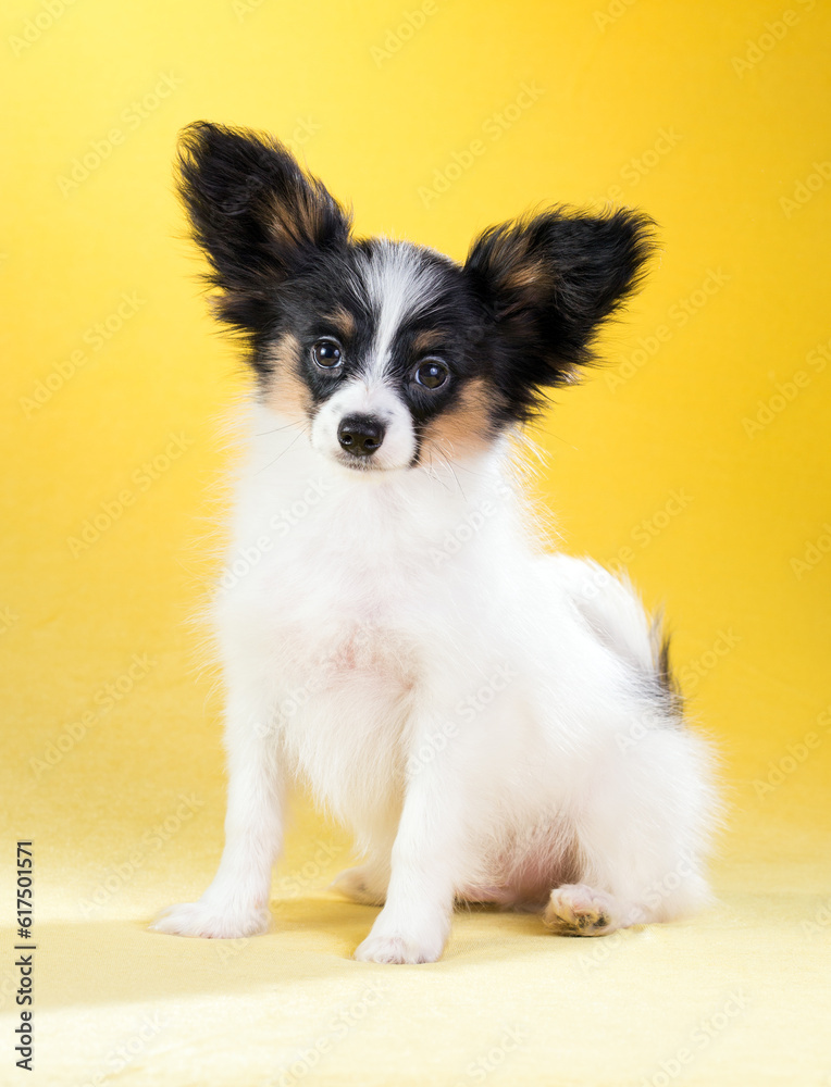 Cute puppy of the Continental Toy spaniel - Papillon - on a yellow background Cute puppy of the Continental Toy spaniel - Papillon - on a yellow background