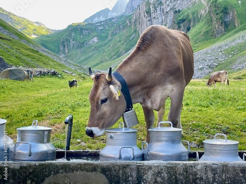 Fälenalp in Alpstein, Appenzell, Switzerland. photo