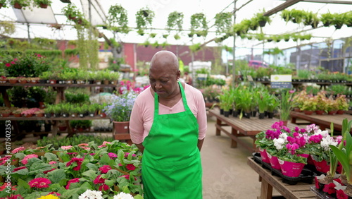 One senior black employee standing inside large local plant store wearing green apron. An older African American woman staff at Flower Shop