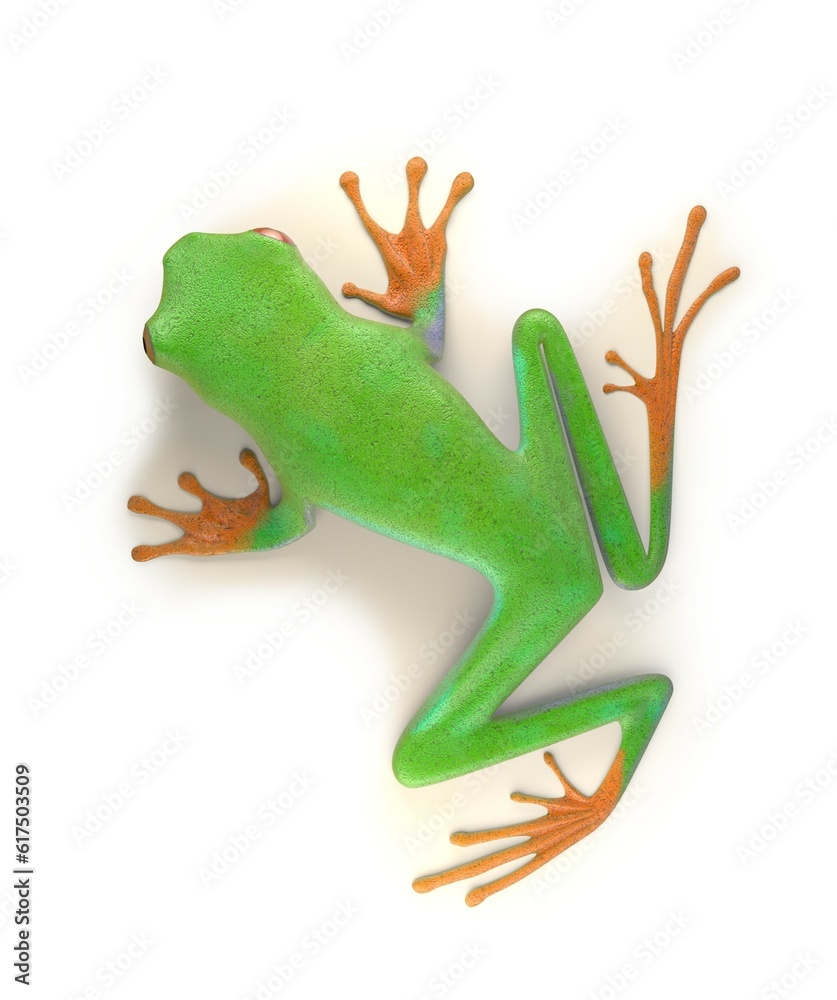 Fototapeta premium red eyed tree frog from tropical rainforest of Costa Rica isolated on white. Beautiful green and blue treefrog is an exotic animal from the rain forest. 3d render