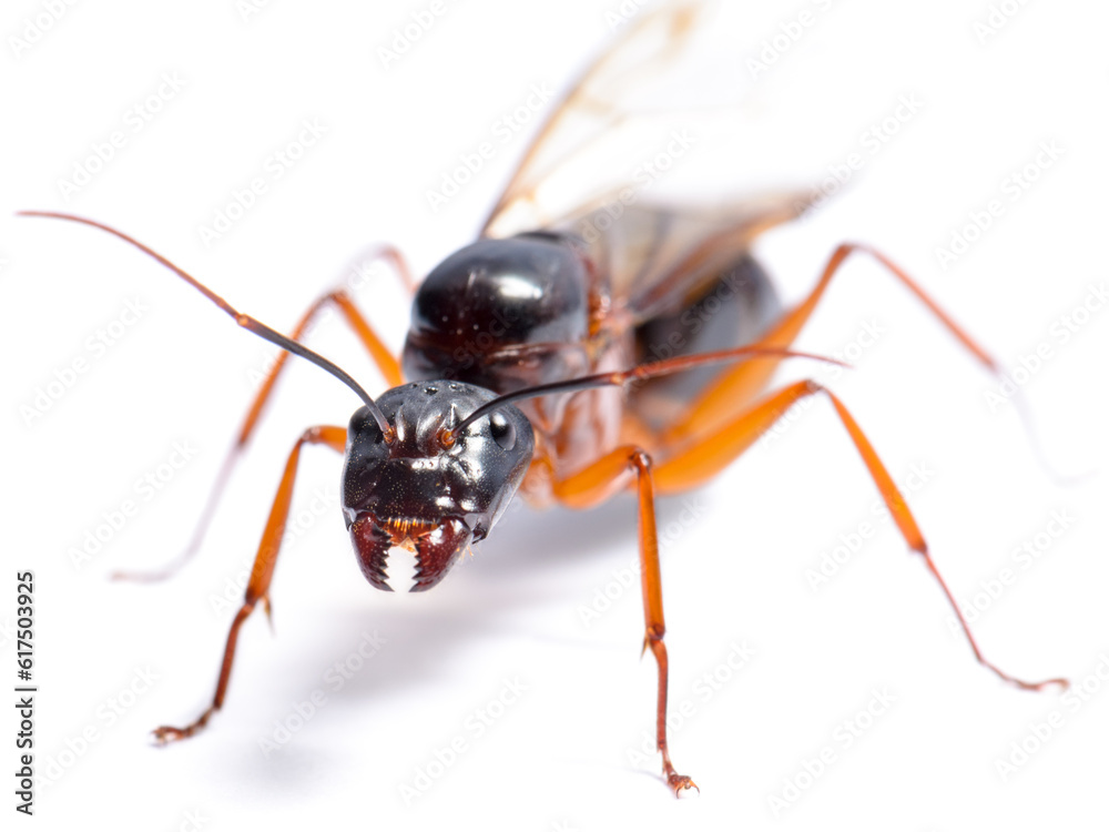 Close up of Black Carpenter Ant or Camponotus pennsylvanicus (winged male) on white background Close up of Black Carpenter Ant or Camponotus pennsylvanicus (winged male) on white background