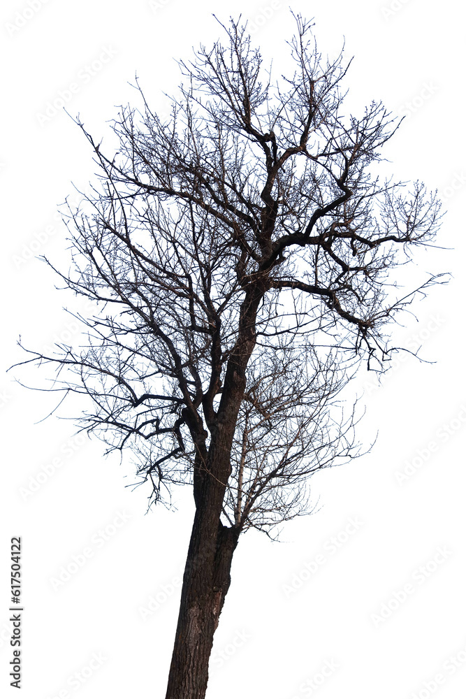 A tall tree that has shed its leaves for the winter A tall tree that has shed its leaves for the winter