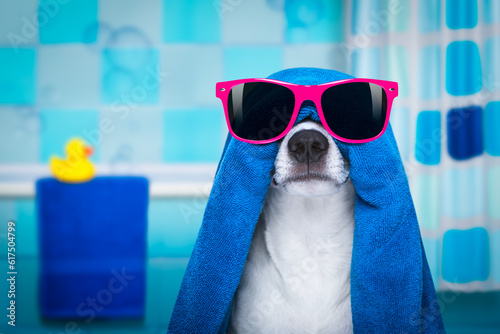 jack russell dog in a bathtub not so amused about that , with blue  towel, wearing funny sunglasses or glasses having a spa or wellness treatment © Designpics
