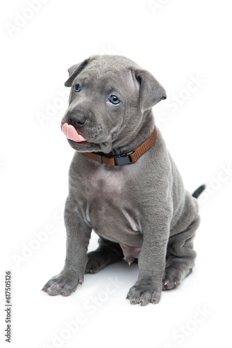 One month old thai ridgeback puppy dog in brown collar sitting. Isolated on white. Copy space. © Designpics