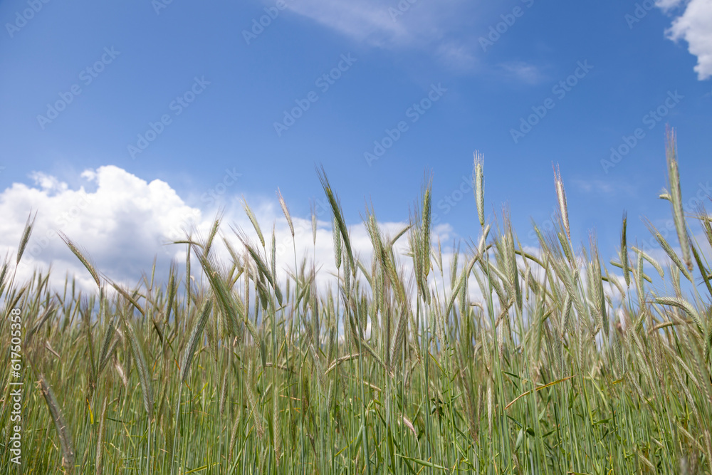 Obraz premium A sunny green wheat field with a blue sky in the background.