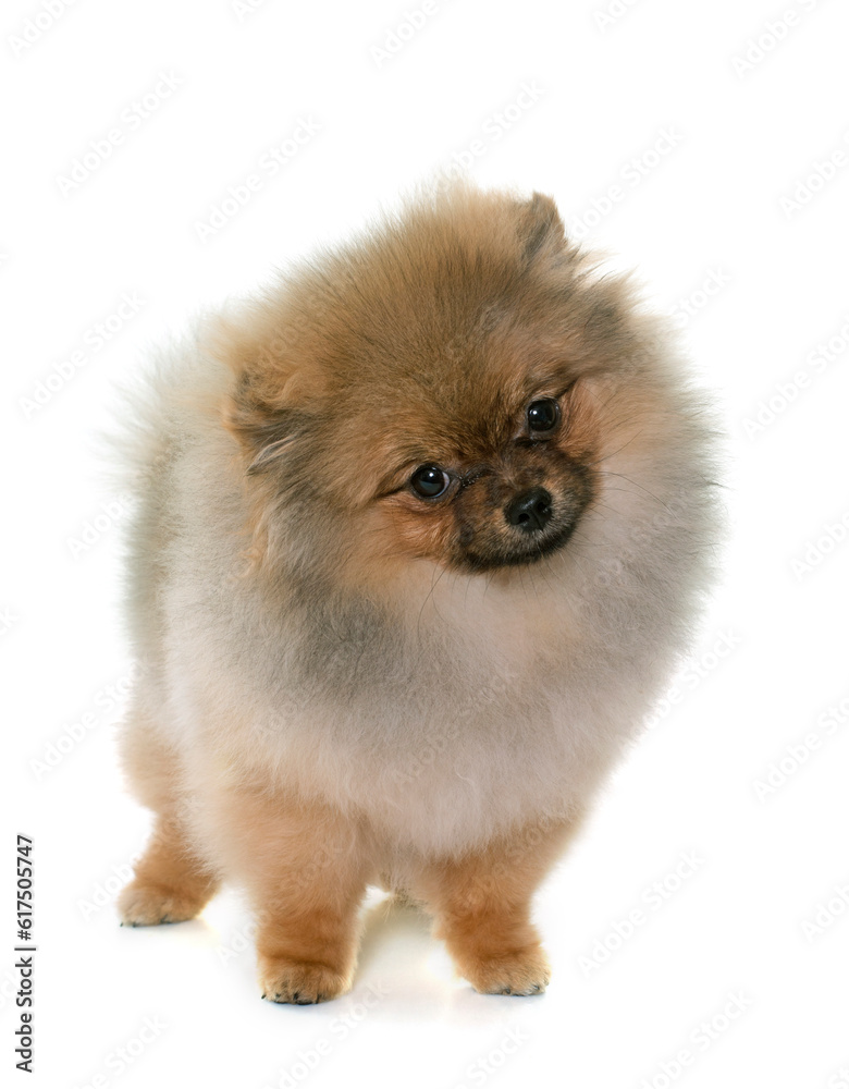 puppy pomeranian dog in front of white background