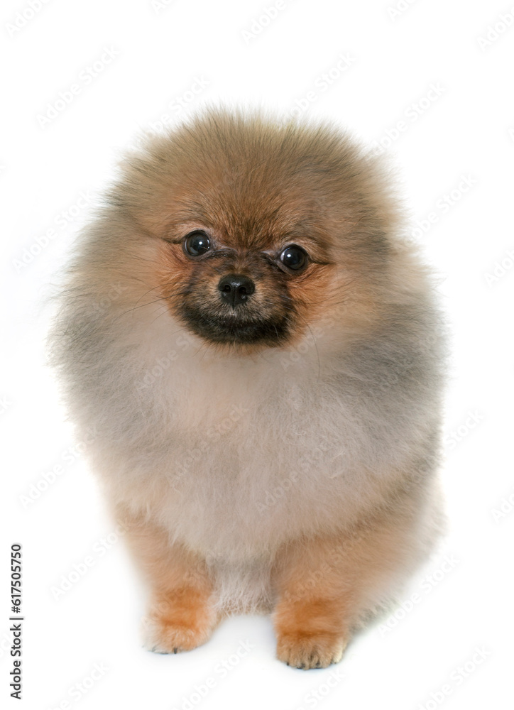 puppy pomeranian dog in front of white background puppy pomeranian dog in front of white background