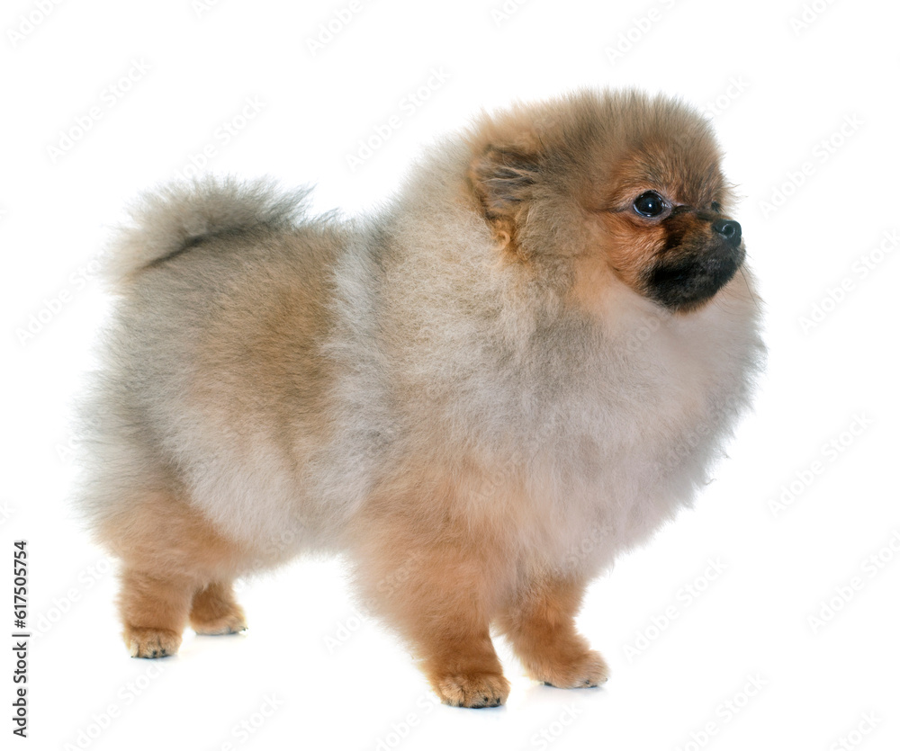 puppy pomeranian dog in front of white background puppy pomeranian dog in front of white background