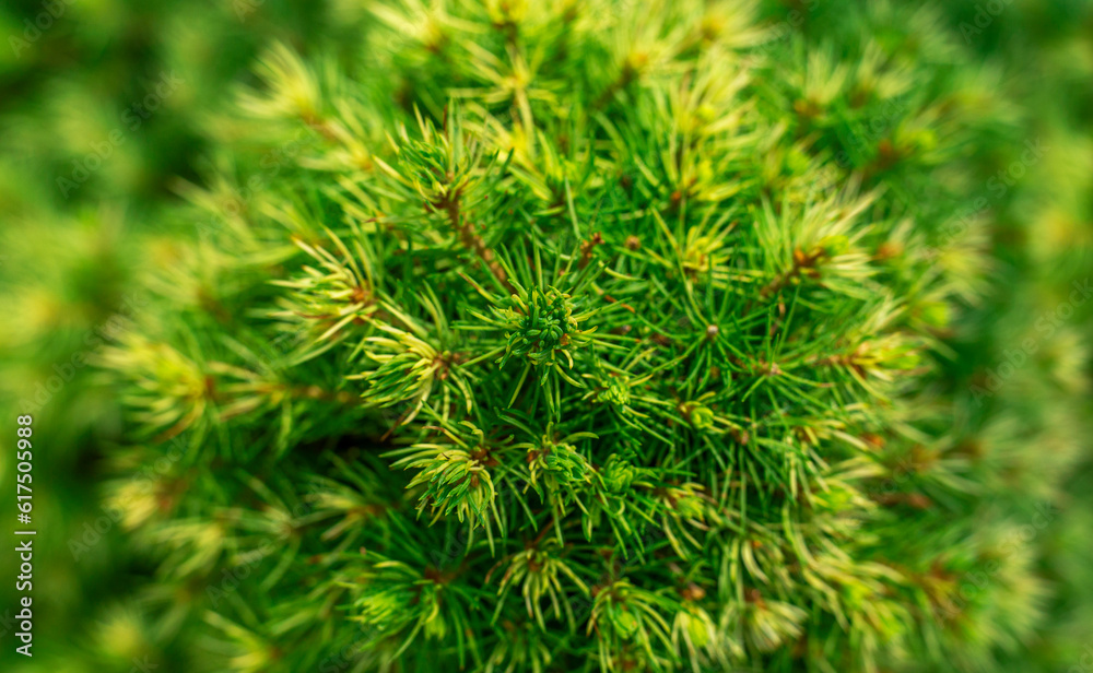 abstract background of spruce green bush top view abstract background of spruce green bush top view