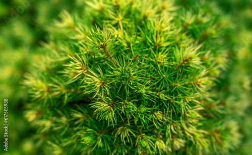 abstract background of spruce green bush top view