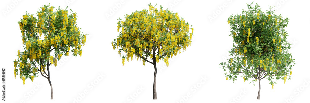 set of green trees isolated on transparent or white background set of green trees isolated on transparent or white background