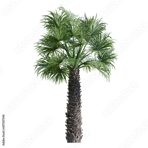 palm tree isolated on transparent or white background © Gbor