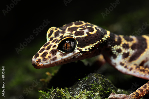 Guangxi Cave Gecko (Goniurosaurus kwangsiensis) photo